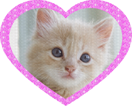 Cute kitten